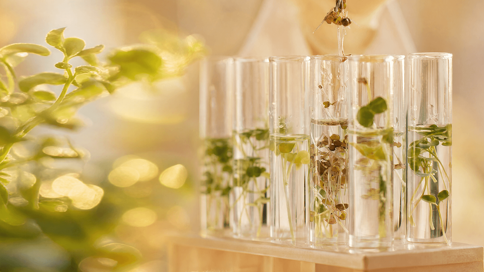 Why We Love Ferments