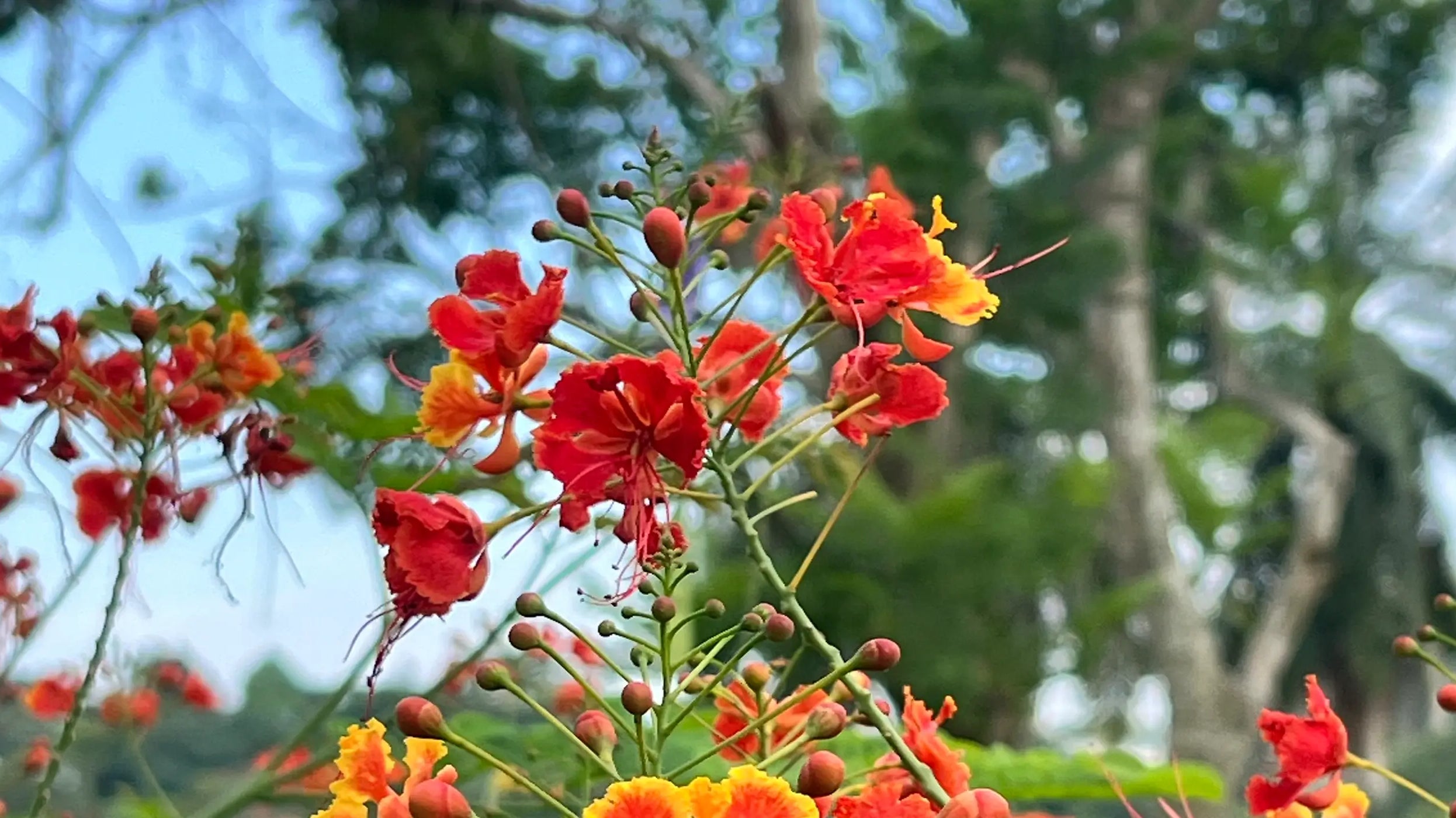 Small red and orange flowers with blue sky and trees in the background