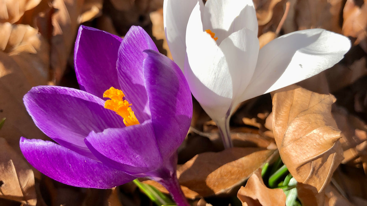 ISUN_Spring_Flowers