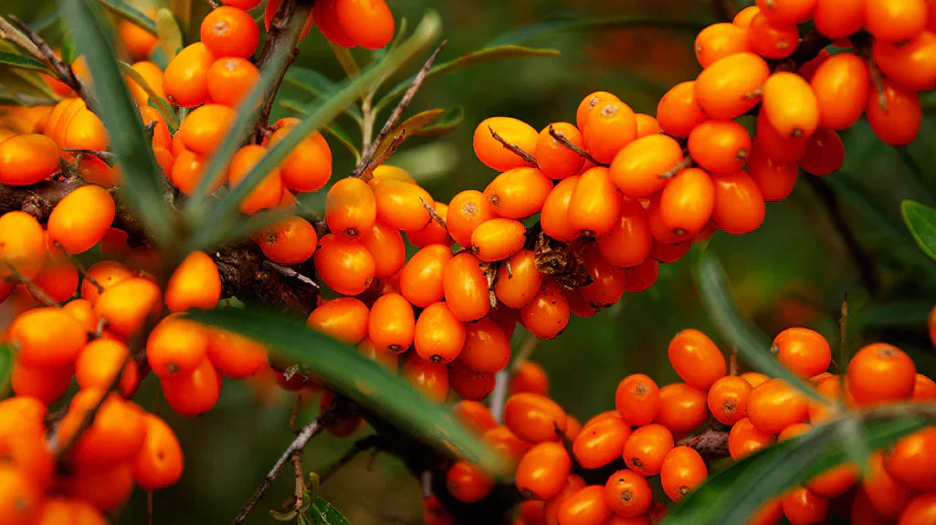 wild Sea Buckthorn berries on a branch