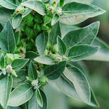 Ashwaghanda