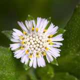 Bhringraj