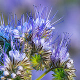 Blue Tansy