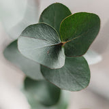 Eucalyptus