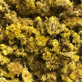 Helichrysum