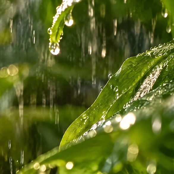 Close-up of green leaves and raindrops in the rain, with water droplets hanging from a leaf and blurred green foliage in the background.