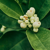 Lemon Myrtle