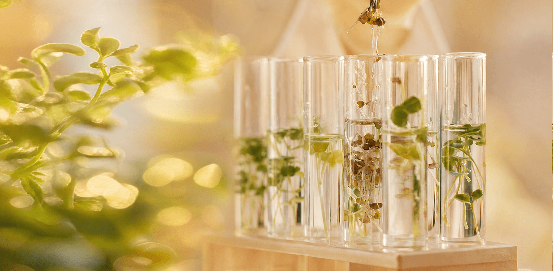 Why We Love Ferments