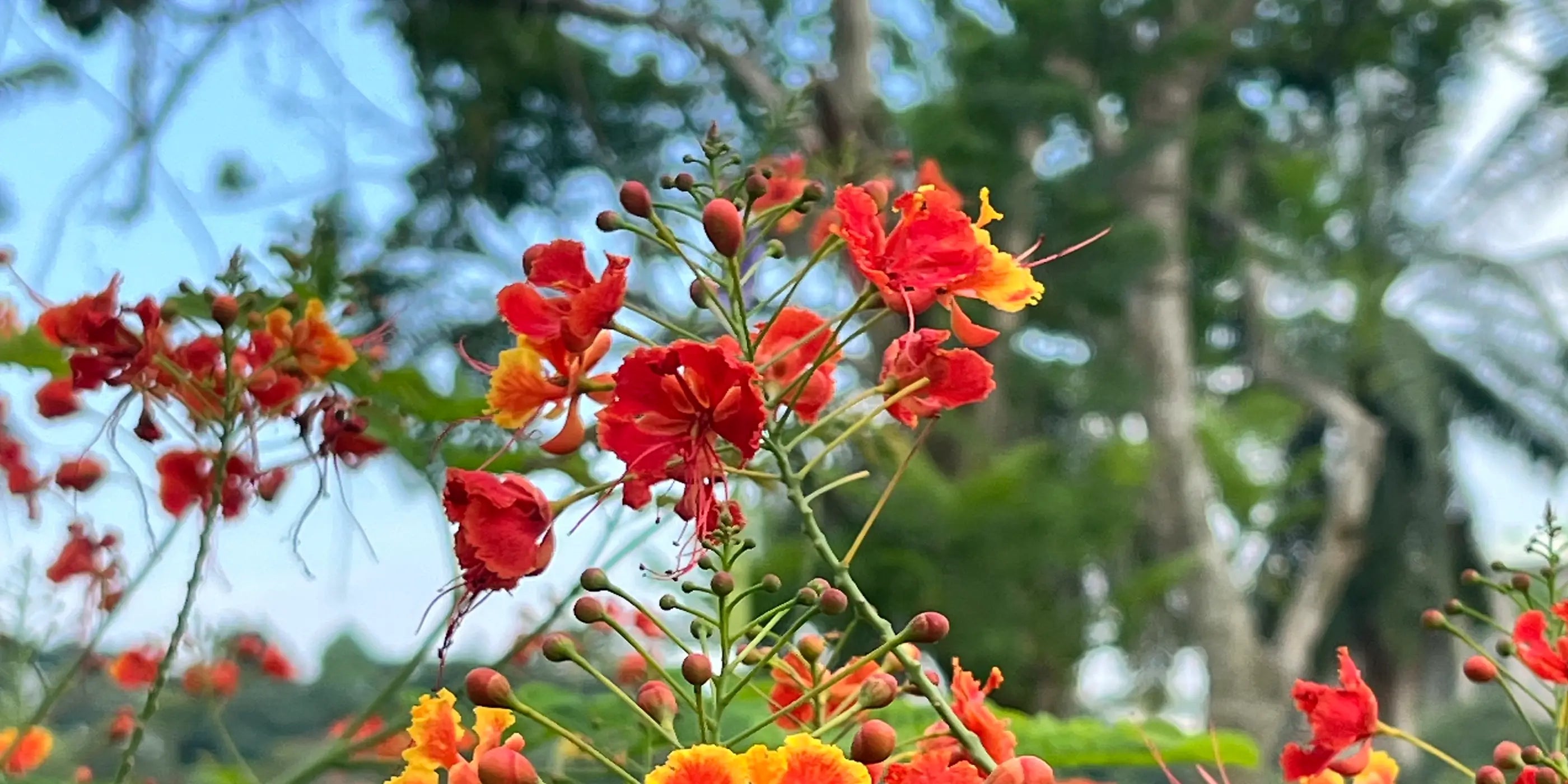 Small red and orange flowers with blue sky and trees in the background