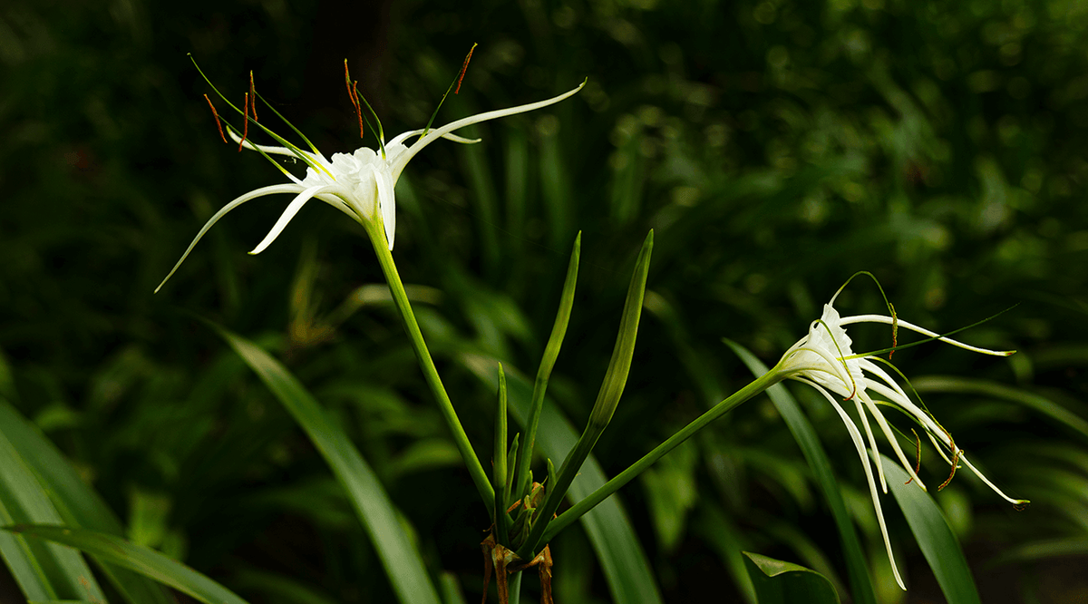 fragrance
