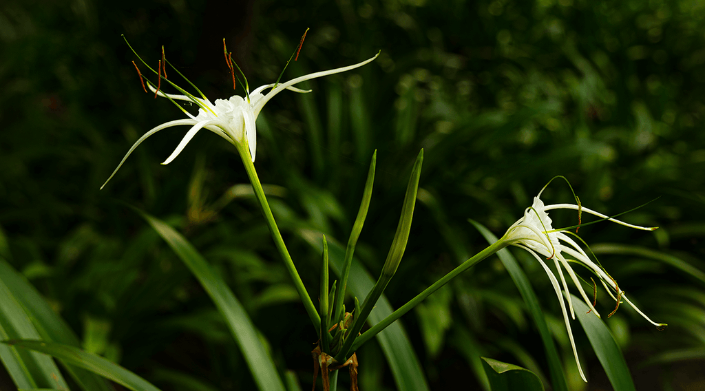 fragrance