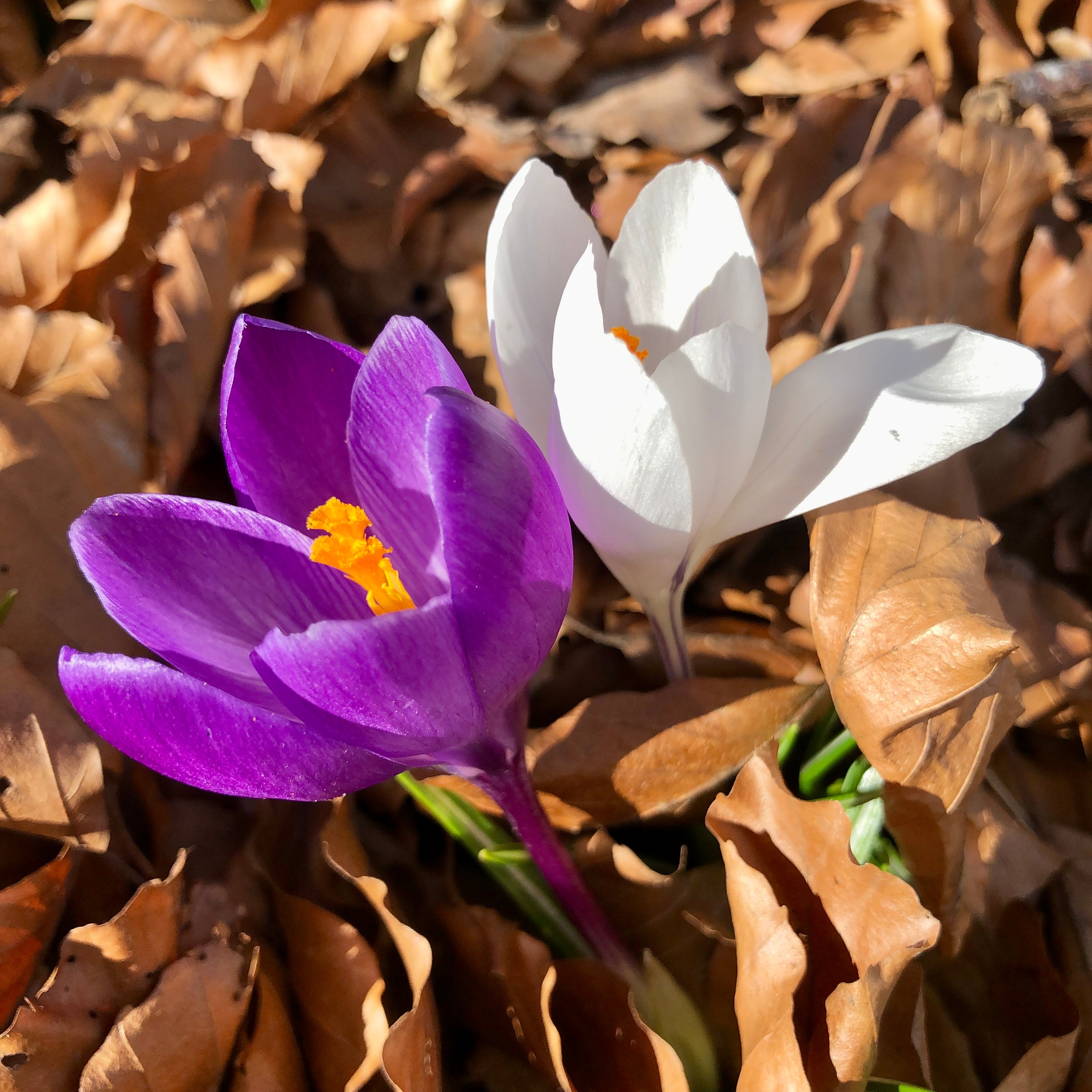 ISUN_Spring_Flowers