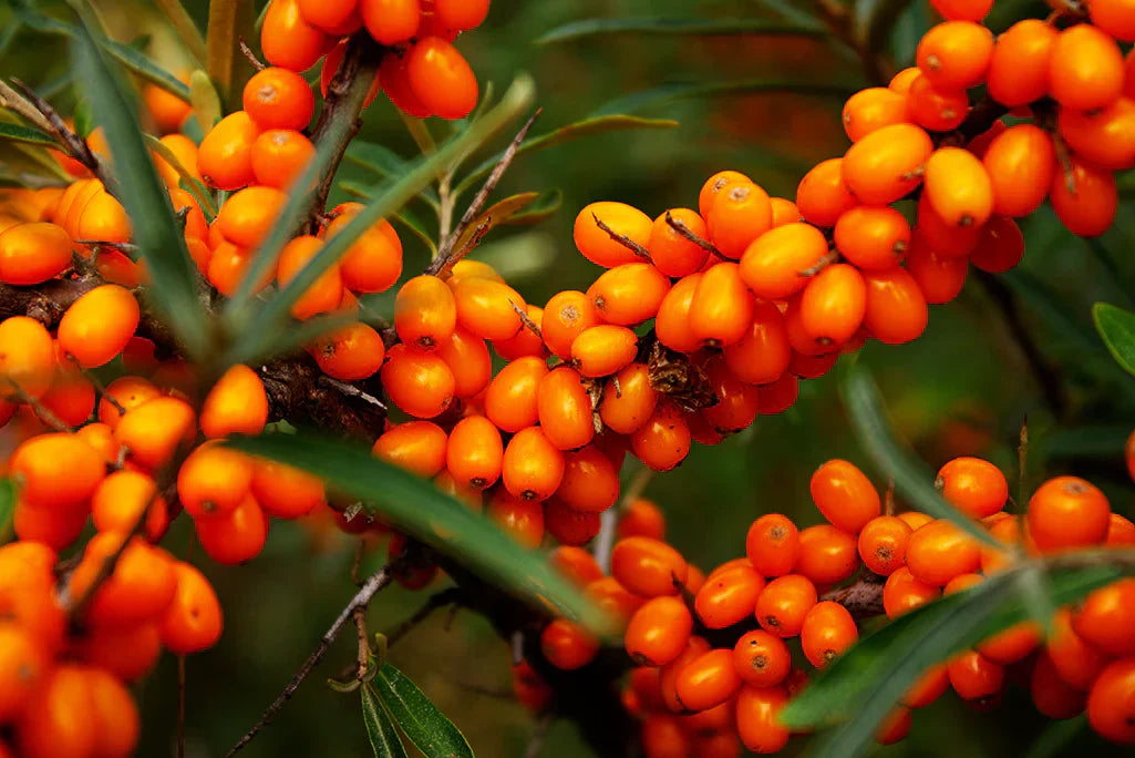 wild Sea Buckthorn berries on a branch