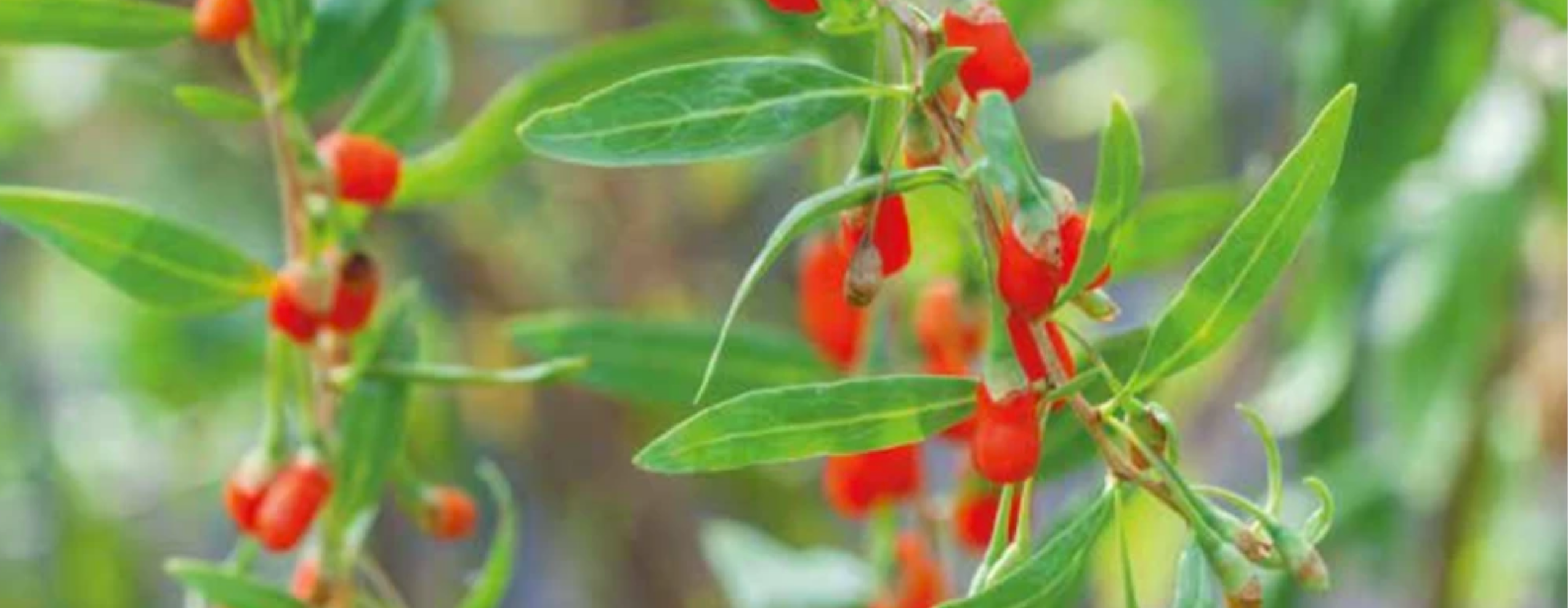 The Search for Goji Berries