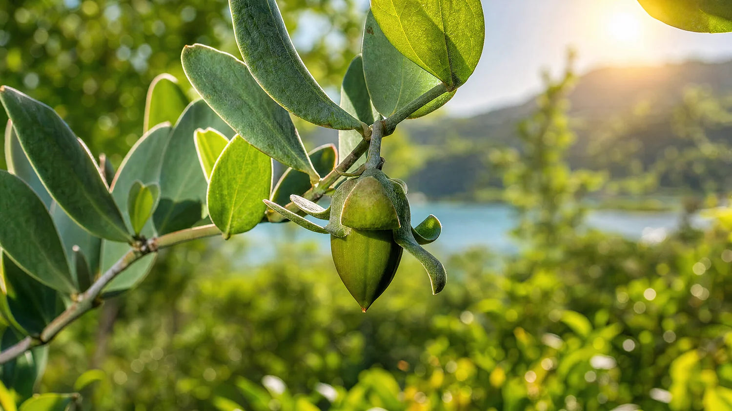 Jojoba Oil