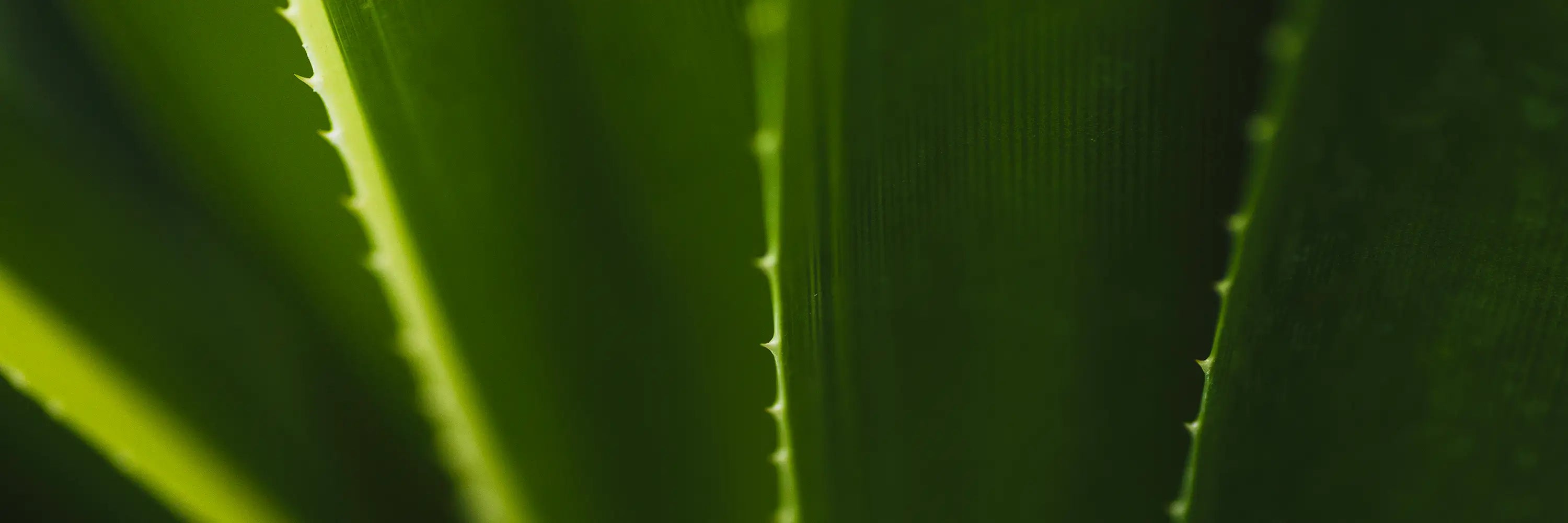 Close-up of a green leaf with detailed texture