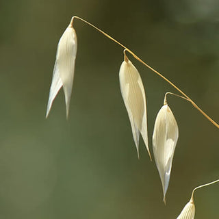 Beta Glucan
