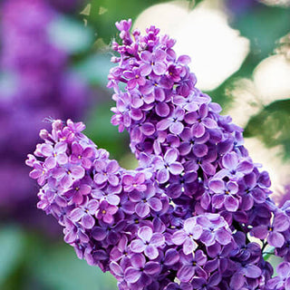 Butterfly bush