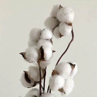 Cotton