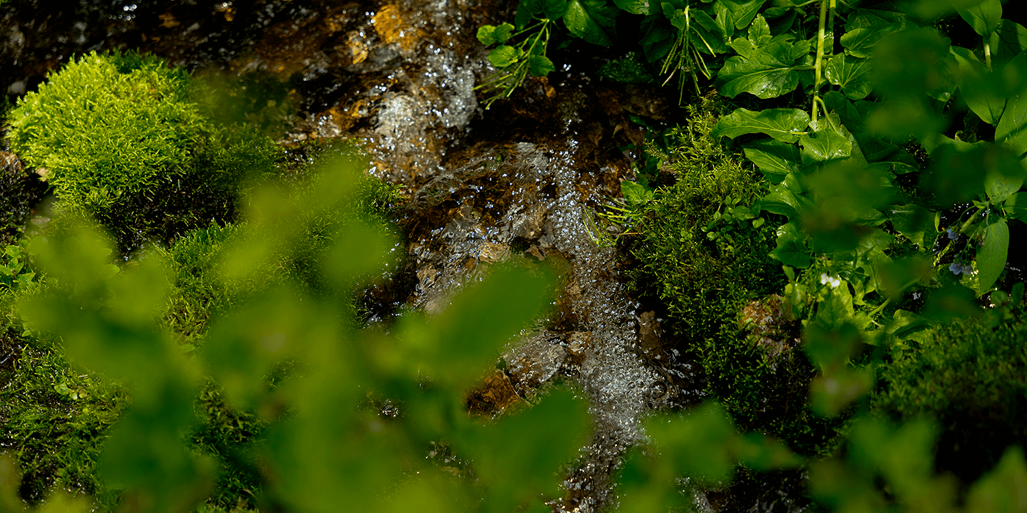 Close-up of a natural setting with green plants and moss on a rock.