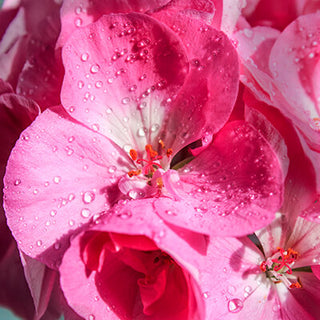 Geranium