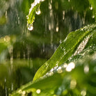 Close-up of green leaves and raindrops in the rain, with water droplets hanging from a leaf and blurred green foliage in the background.