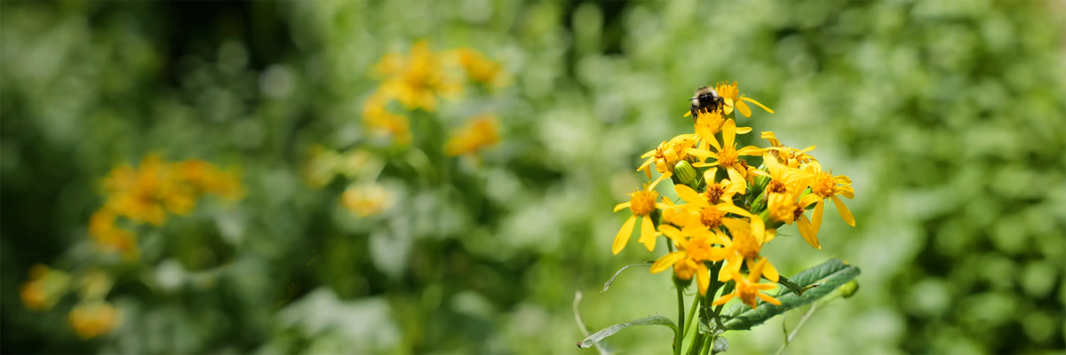 Yellow flowers with a bee on a green blurred background