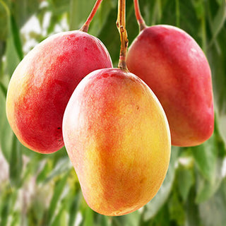 Mango butter