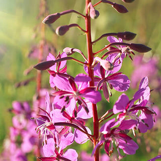 Willowherb
