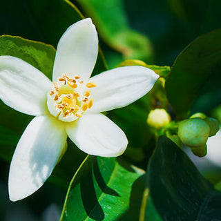 Neroli