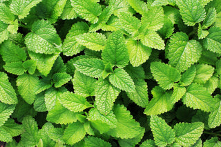 Peppermint