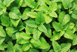 Peppermint