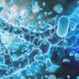 Probiotic