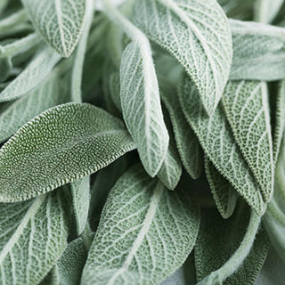 Sage