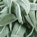 Sage