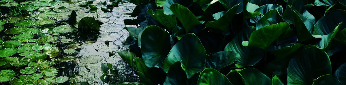 Close-up of green leaves and textured surface