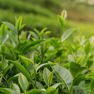 Green tea