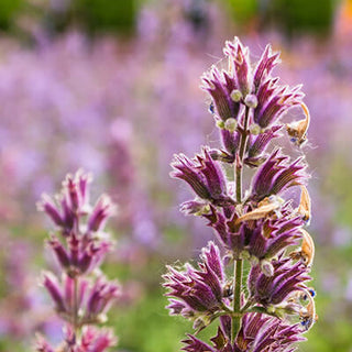Patchouli